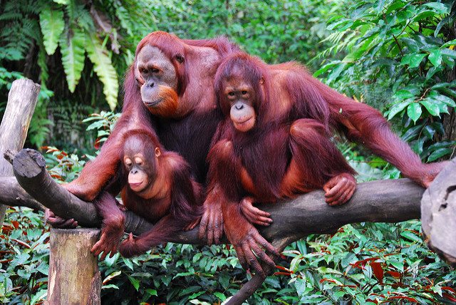 Orangutan family