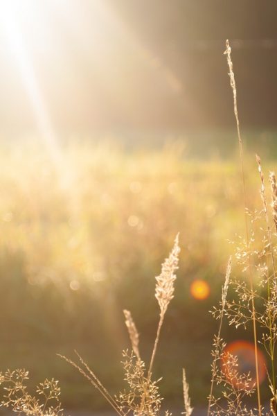 field summer sun meadow