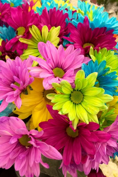 flowers colorful bloom daisies 70330