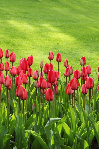 red tulips on green grass field 47313