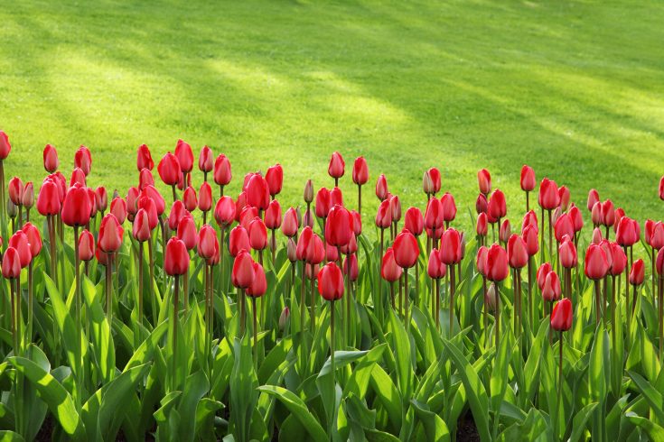 red tulips on green grass field 47313